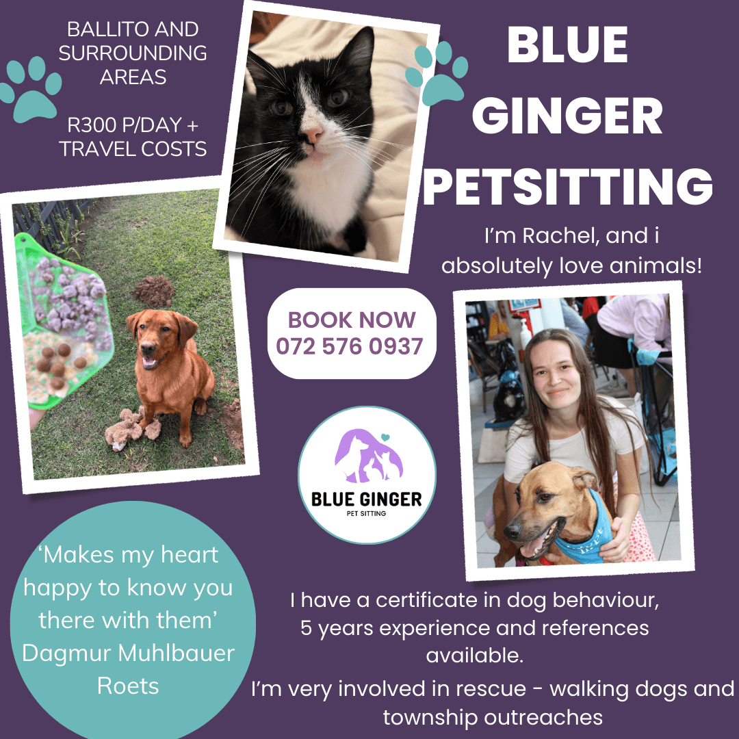 Blue Ginger Pet Sitting - Image 1
