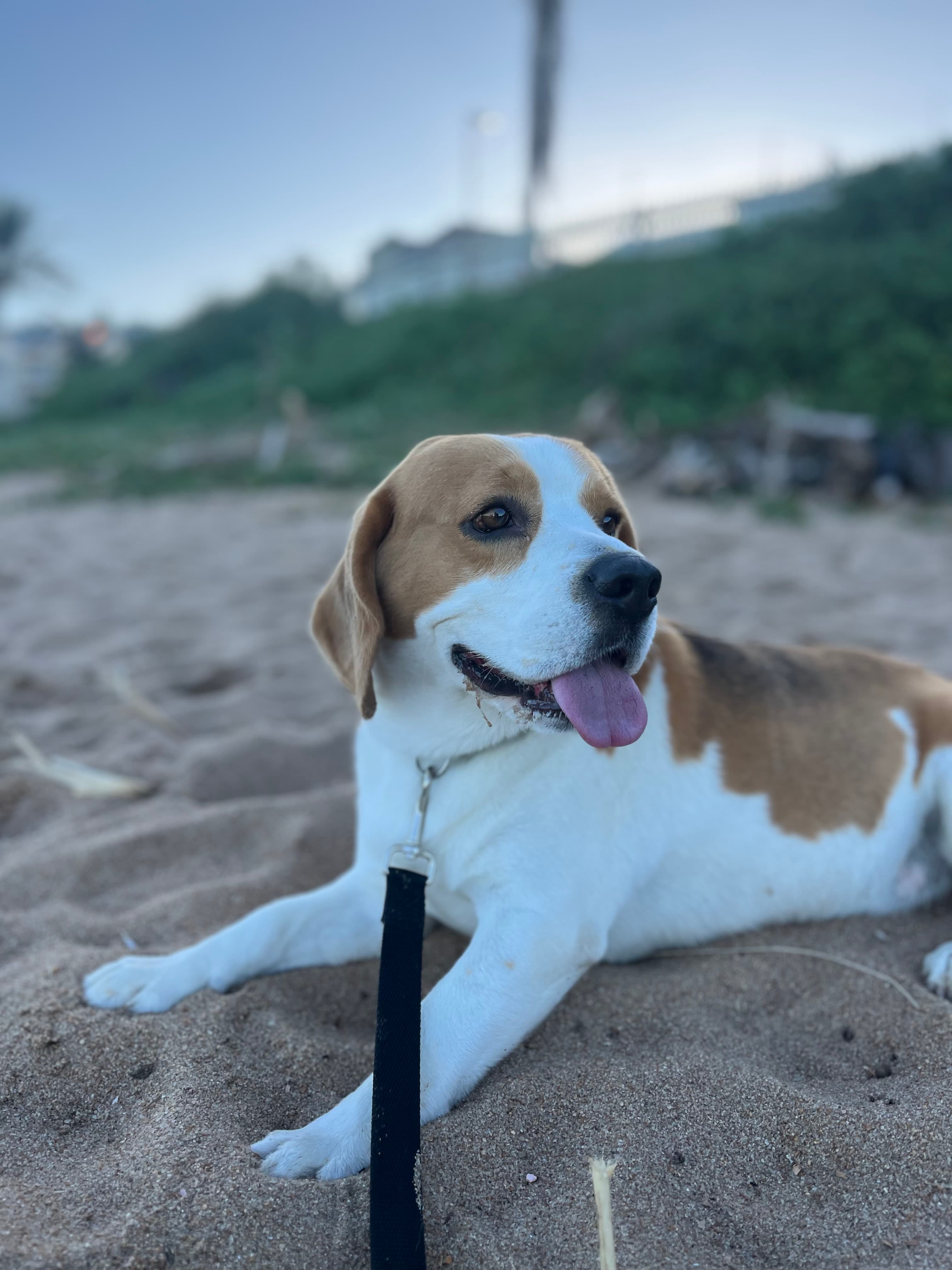 Dog Walks